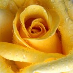 gelbe-rose-regen_klein